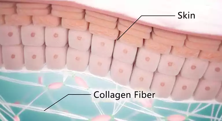 The dermis (skin) contains a large amount of collagen