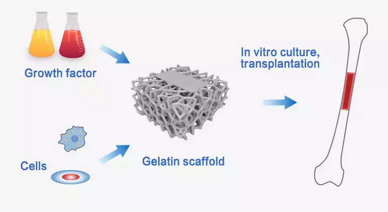 Cell, growth factor and pharmaceutical gelatin scaffold for tissue regeneration