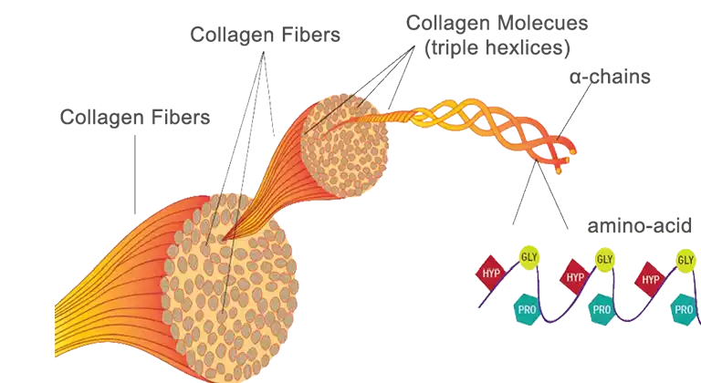 The fibre-structure of collagen