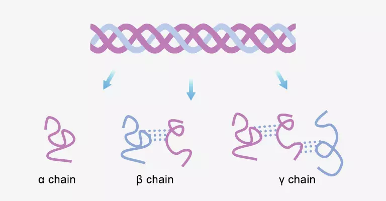 Gelatina se compone de cadena α, cadena β y cadena γ.